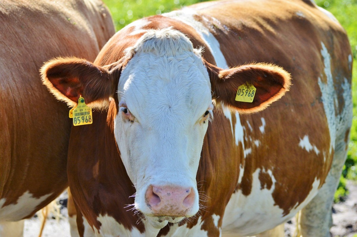 牛,牛肉,反刍动物
