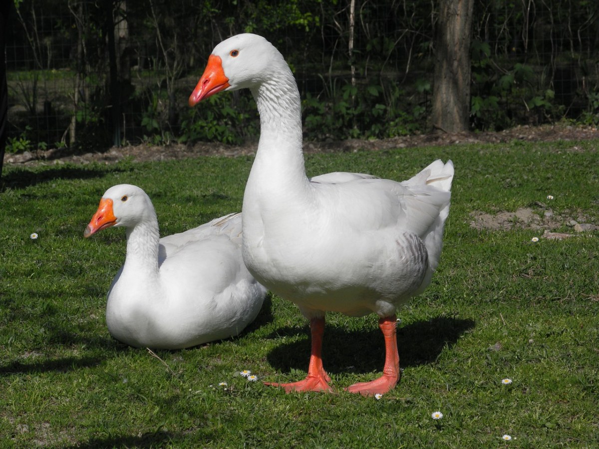 草地上的两只白鹅免费图片