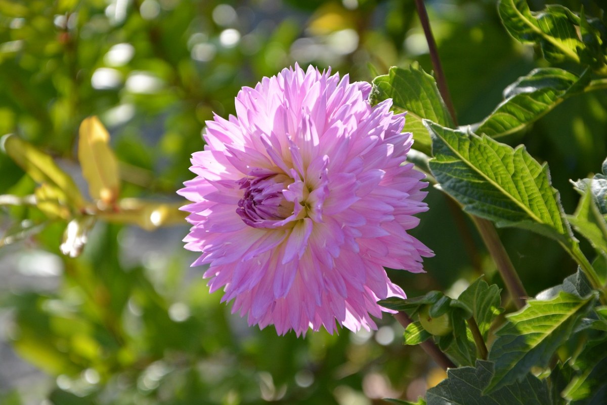 花、大丽花、粉红色的帕尔玛免费图片