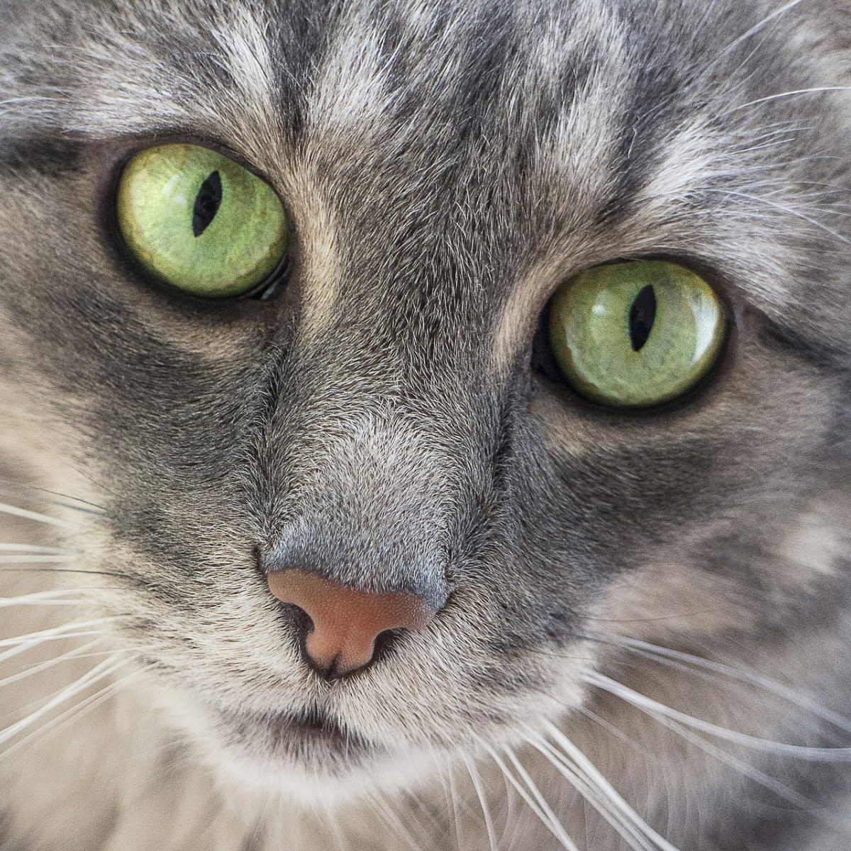 猫、绿色的眼睛、可爱免费图片