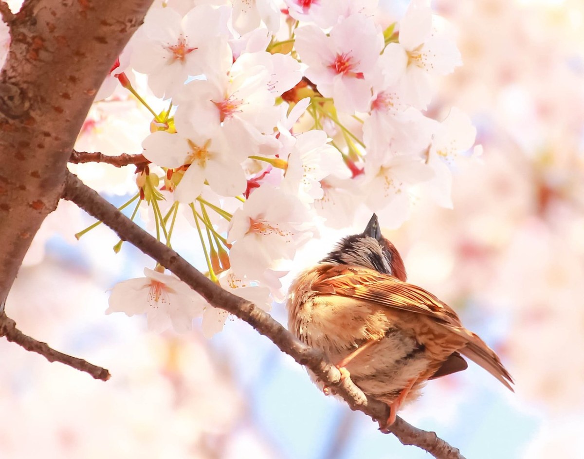 樱花树商的小鸟（鸟语花香）的图片免费图片