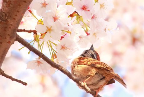 樱花树商的小鸟（鸟语花香）的图片