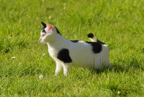 草地上的日本短尾猫
