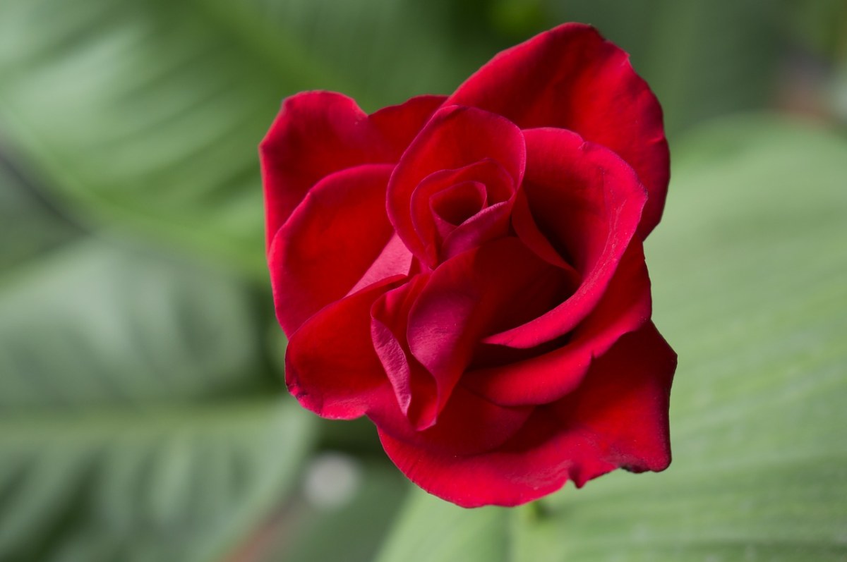 情感、玫瑰、红色的玫瑰免费图片