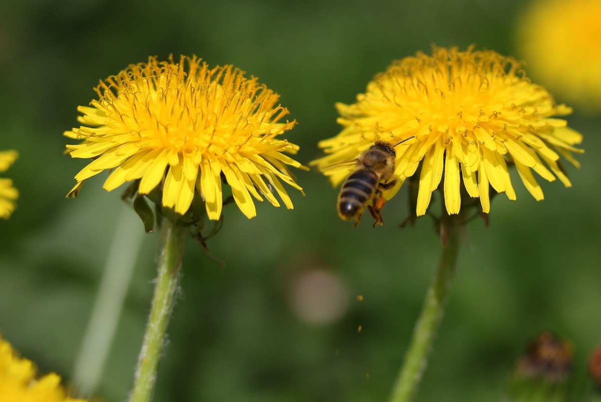 蒲公英、蜜蜂、昆虫纲免费图片