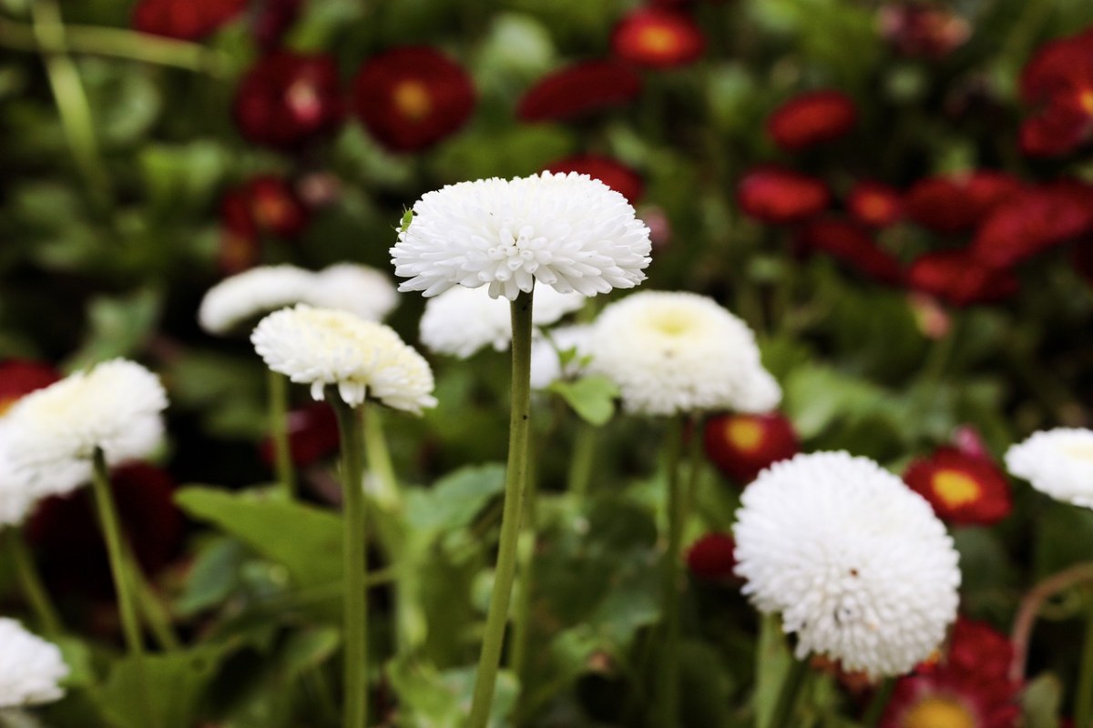 洋甘菊、白、鲜花免费图片