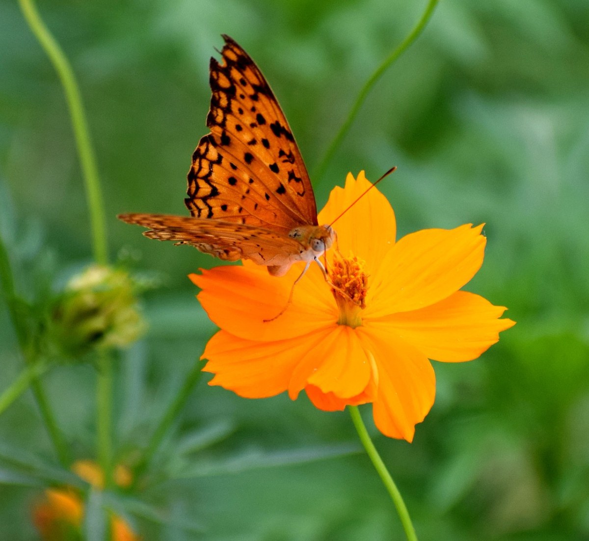 自然、蝴蝶、春免费图片