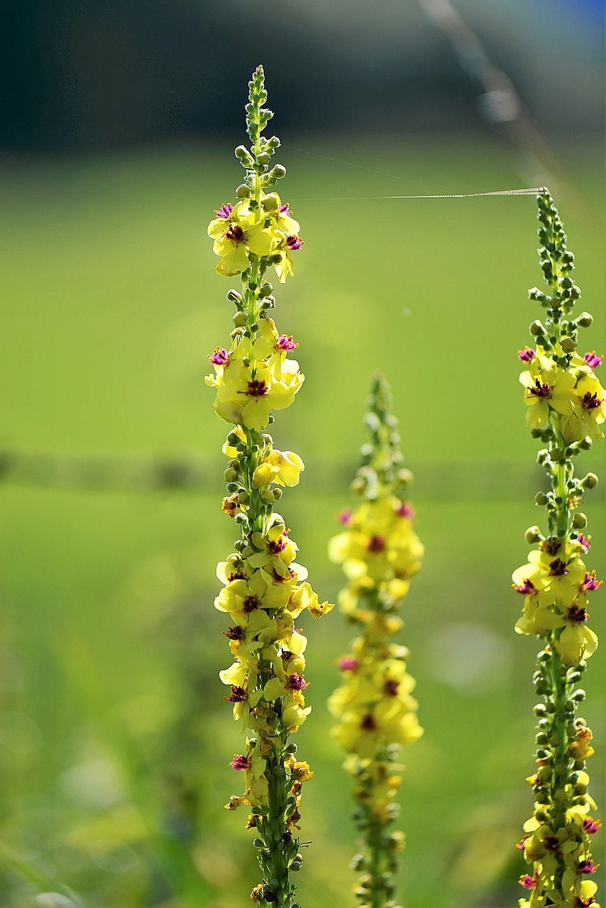 mullein,花,鲜花