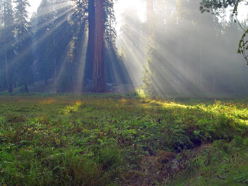 美洲杉、红杉、美国加州免费图片