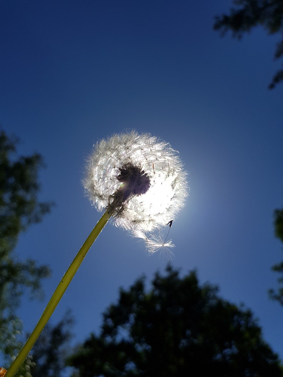 蒲公英、天空、性质免费图片