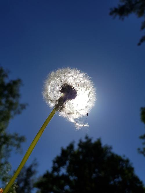 蒲公英、天空、性质