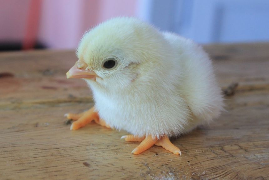 新生儿的小鸡正常图片图片