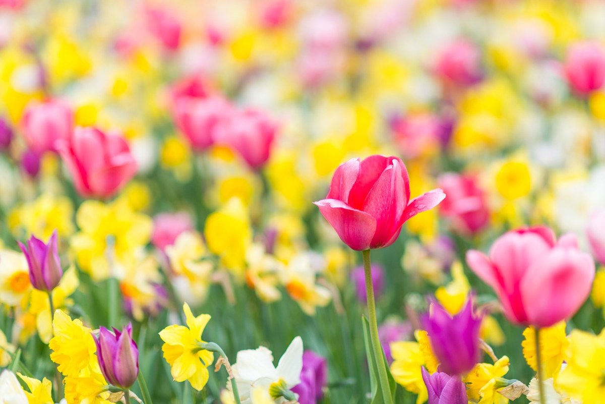 郁金香花朵免费图片