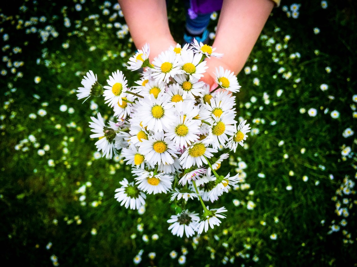 手拿白色野花花束图片免费图片
