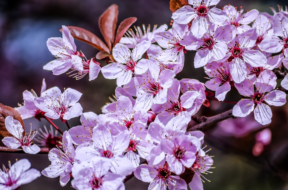 春天、花卉、阳光免费图片