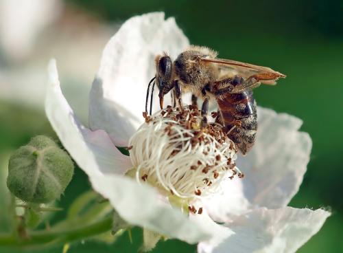 蜜蜂在白色的花朵上采集花粉