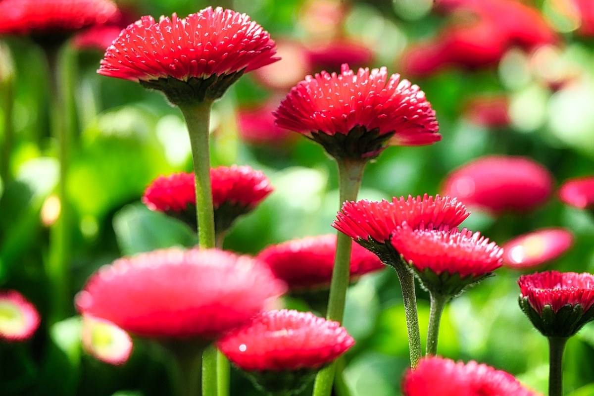 红色的雏菊花朵免费图片