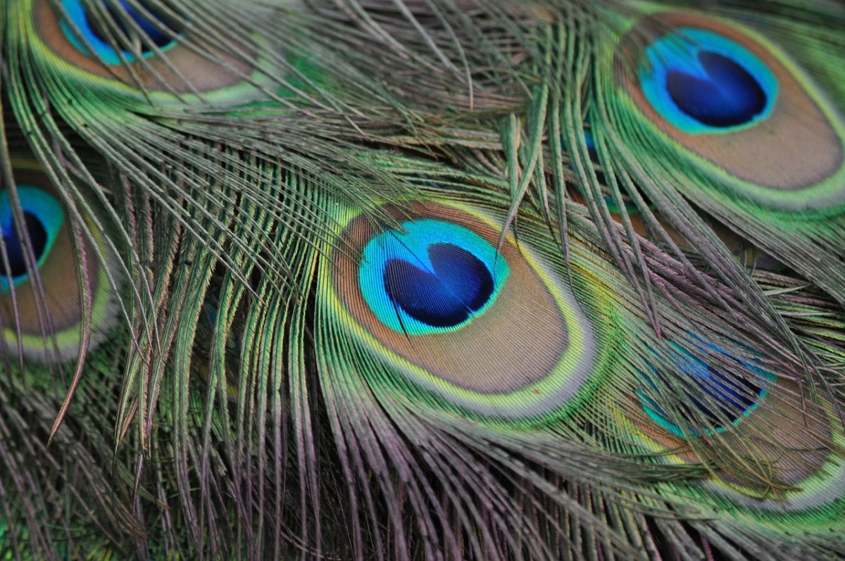 孔雀的羽毛背景图免费图片