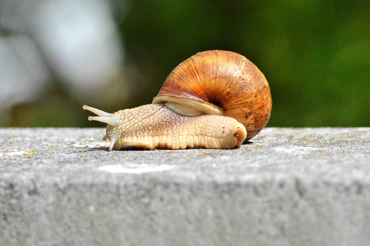 一只软体动物蜗牛免费图片