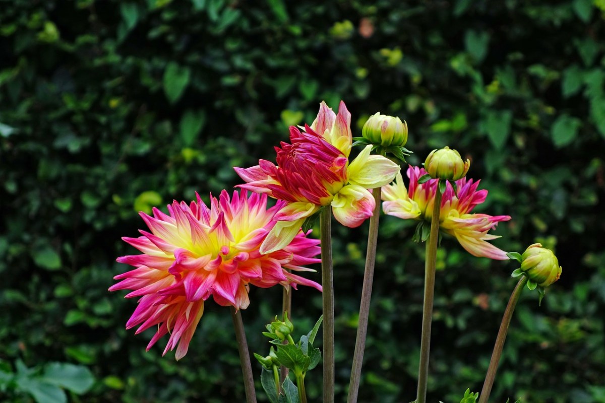 大丽花、花、开花免费图片