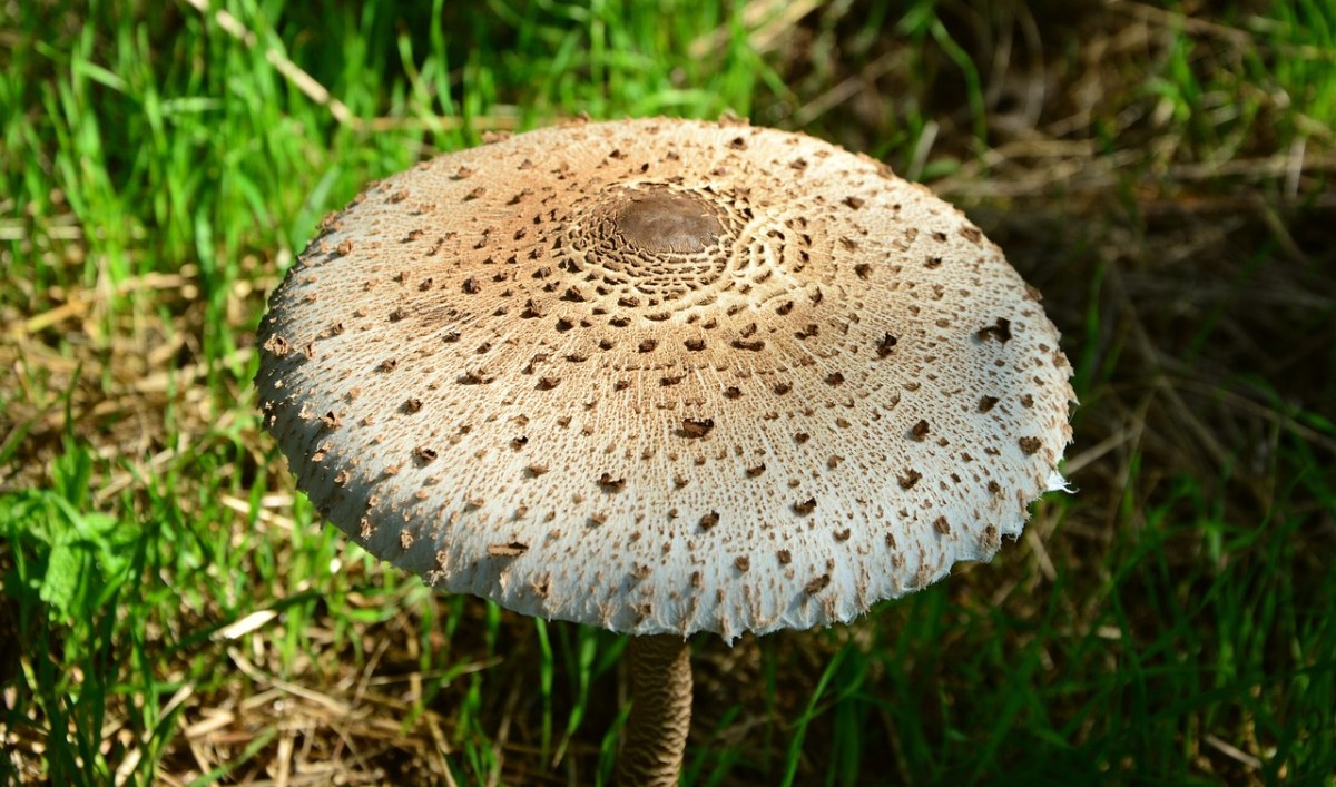 巨型,schirmling,macrolepiota,蘑菇