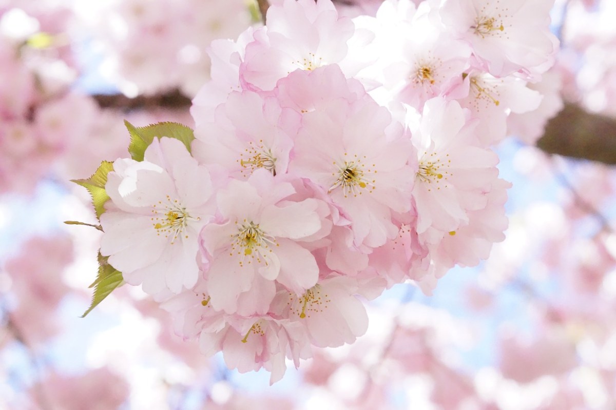 观赏樱花特写免费图片