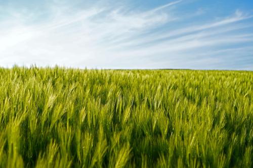 麦田的小麦农作物图片