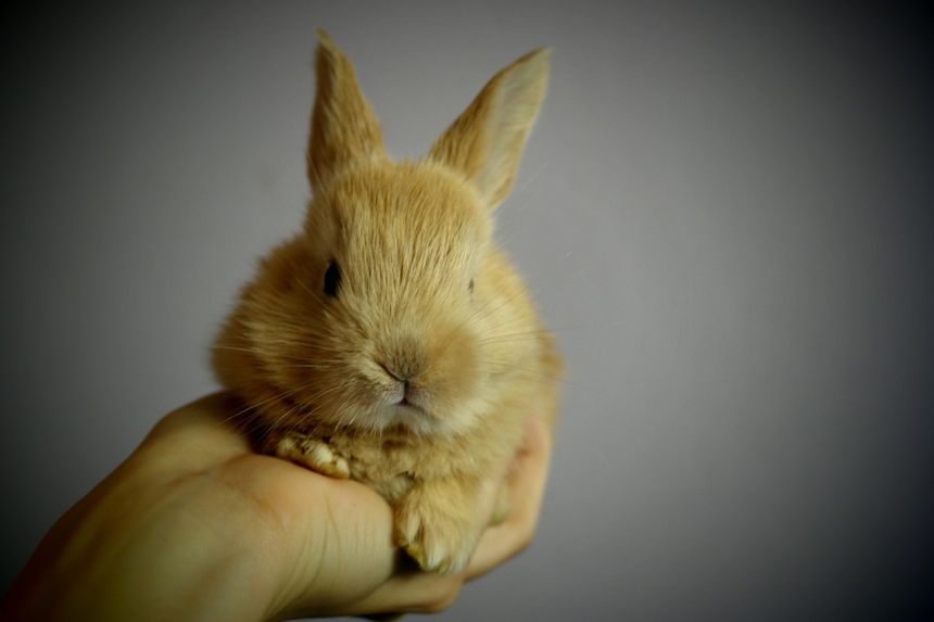 兔子耳朵手