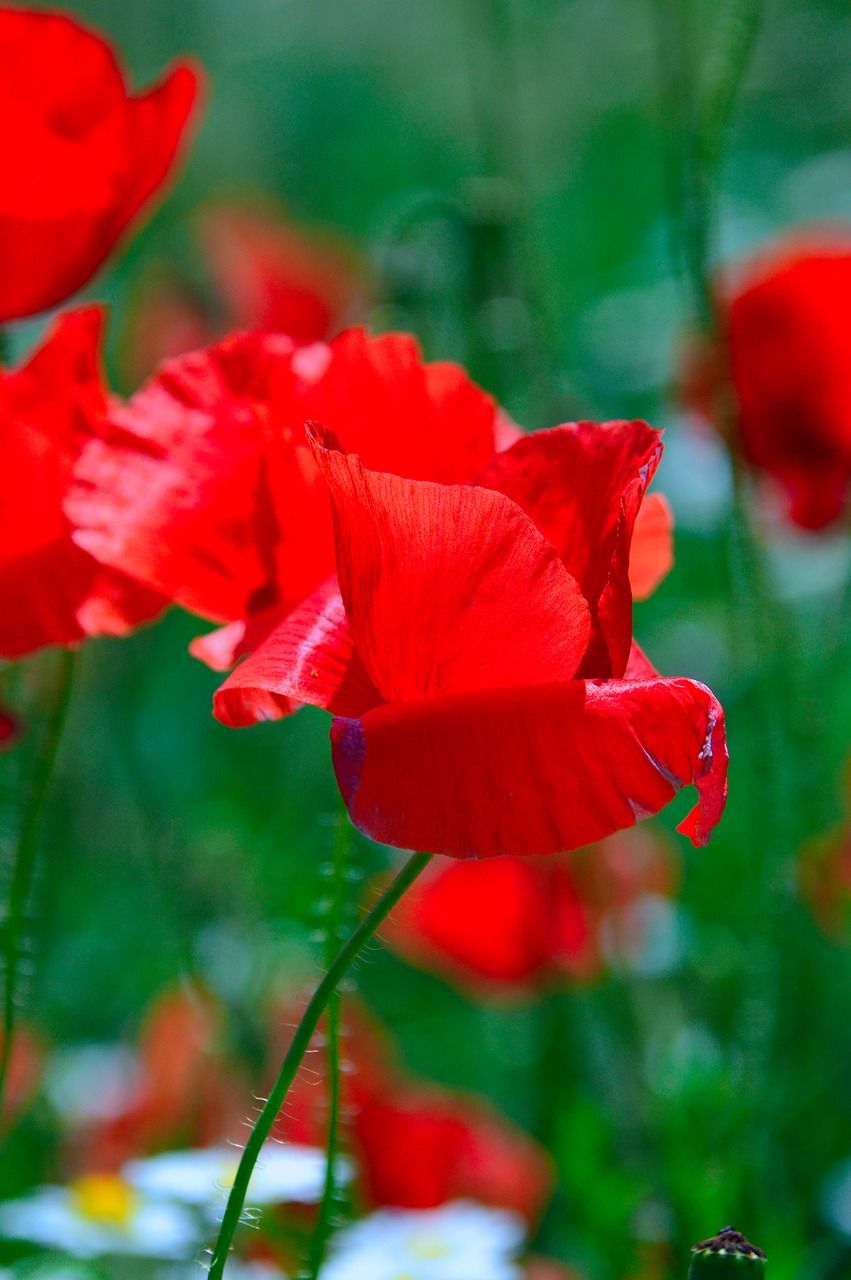 红色罂粟花梵高图片
