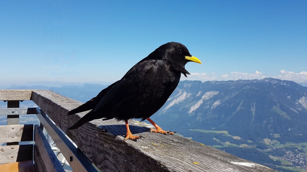 bergdohle,鸟,chough