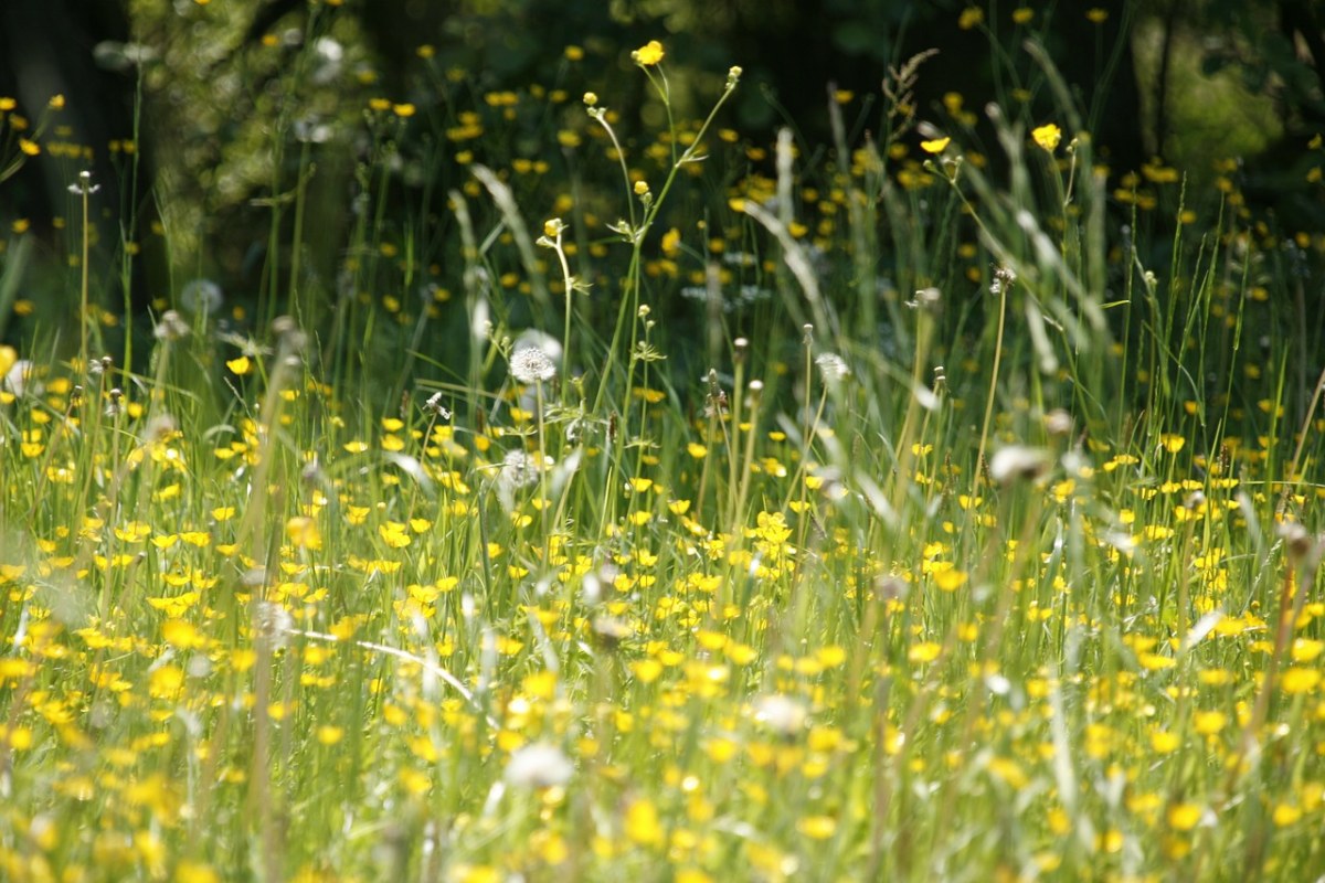 草地、鲜花、春天免费图片