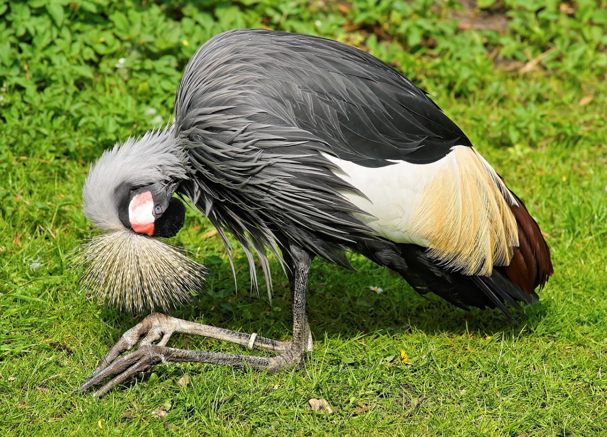 草地上的灰冠鹤免费图片