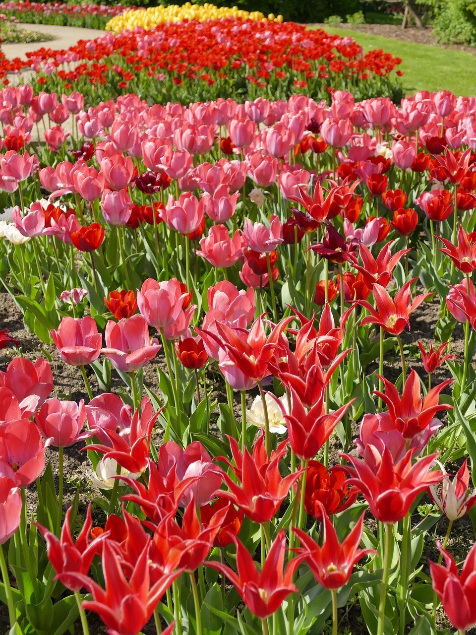 郁金香、春天、红色免费图片
