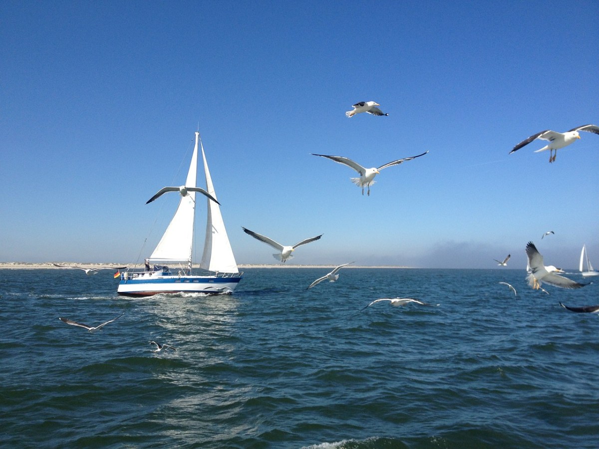帆船,海鸥