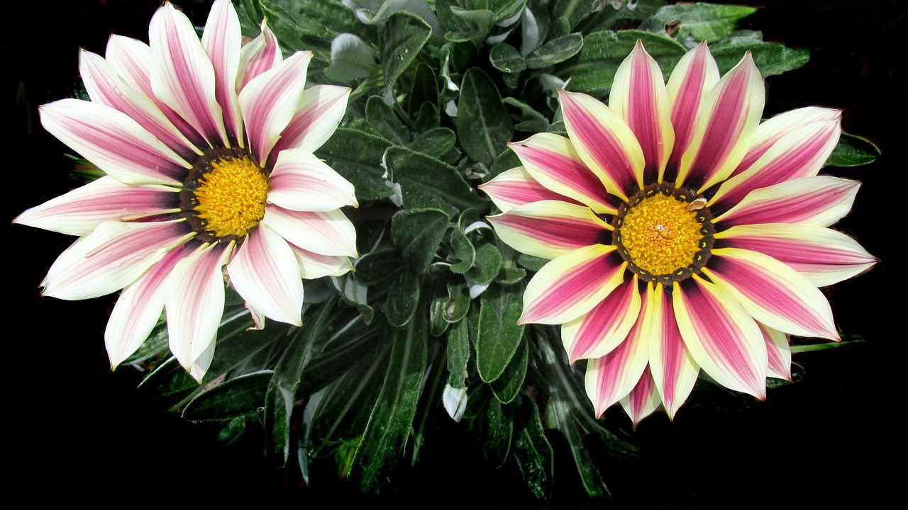 太阳菊花,带,夏天