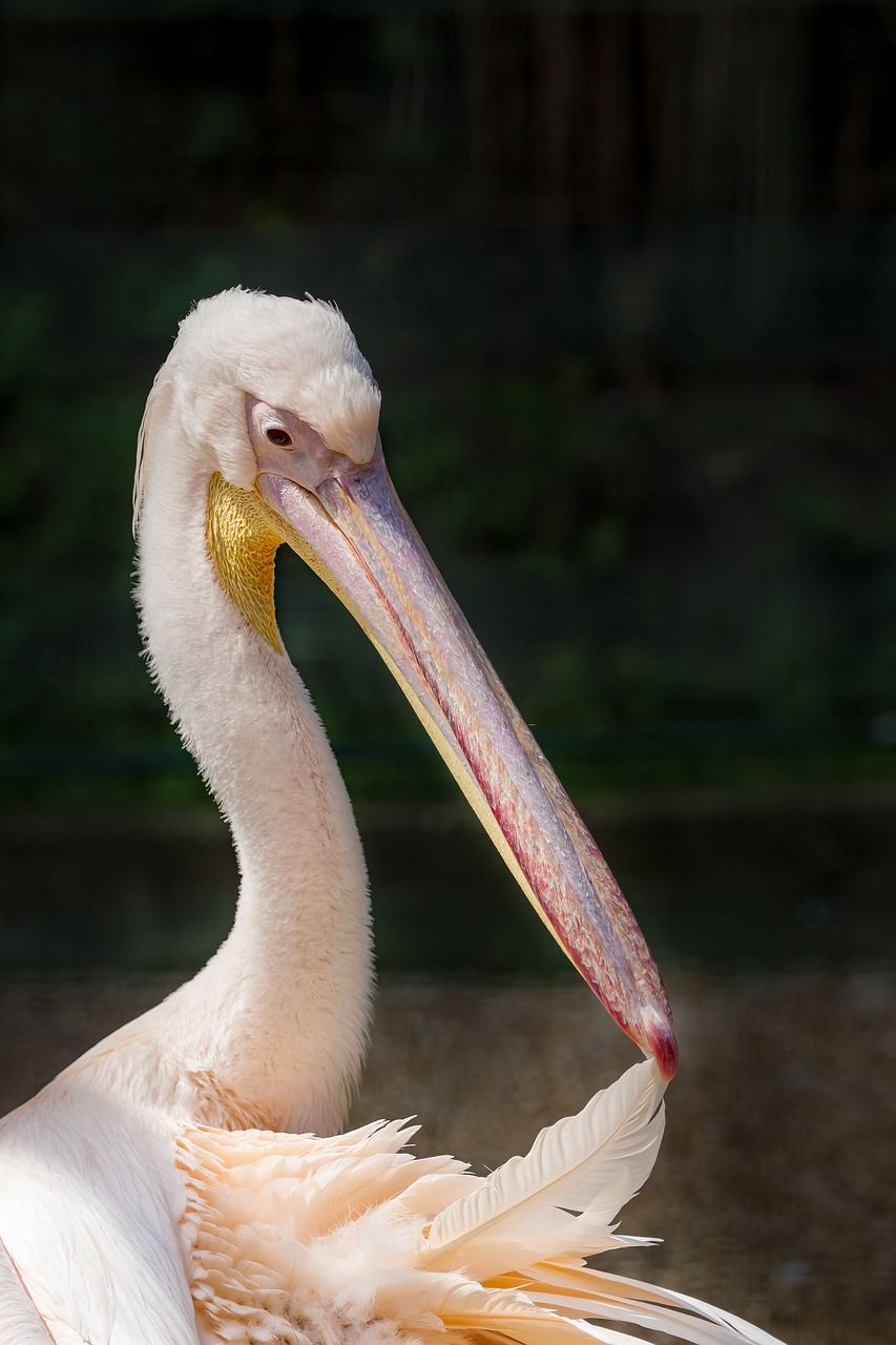 鹈,玫瑰色的鹈鹕,白鹈鹕,pelecanus