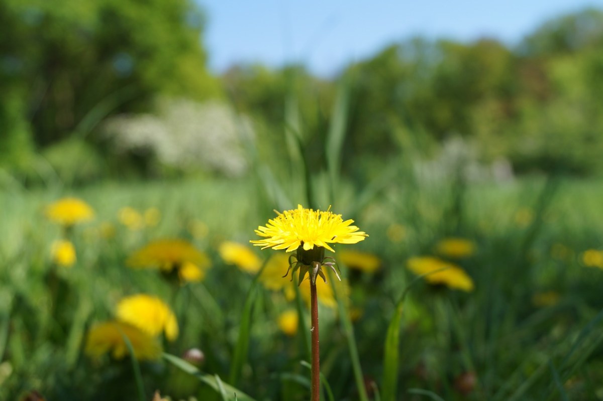 蒲公英、草地、黄色花免费图片