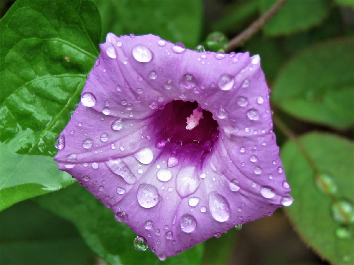 花,紫色,雨滴