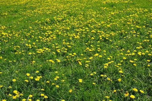 春天草地上的蒲公英花朵