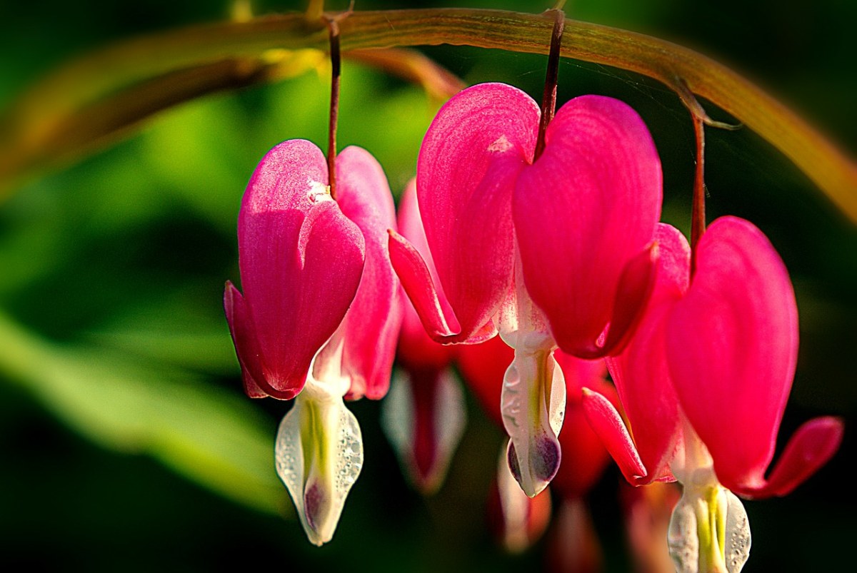 流血的心、花、天然粉红色免费图片