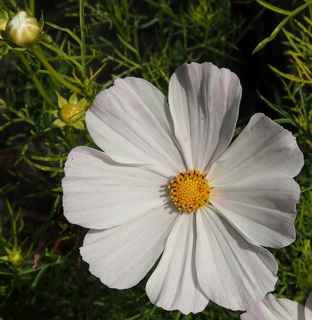 白、鲜花、秋季免费图片