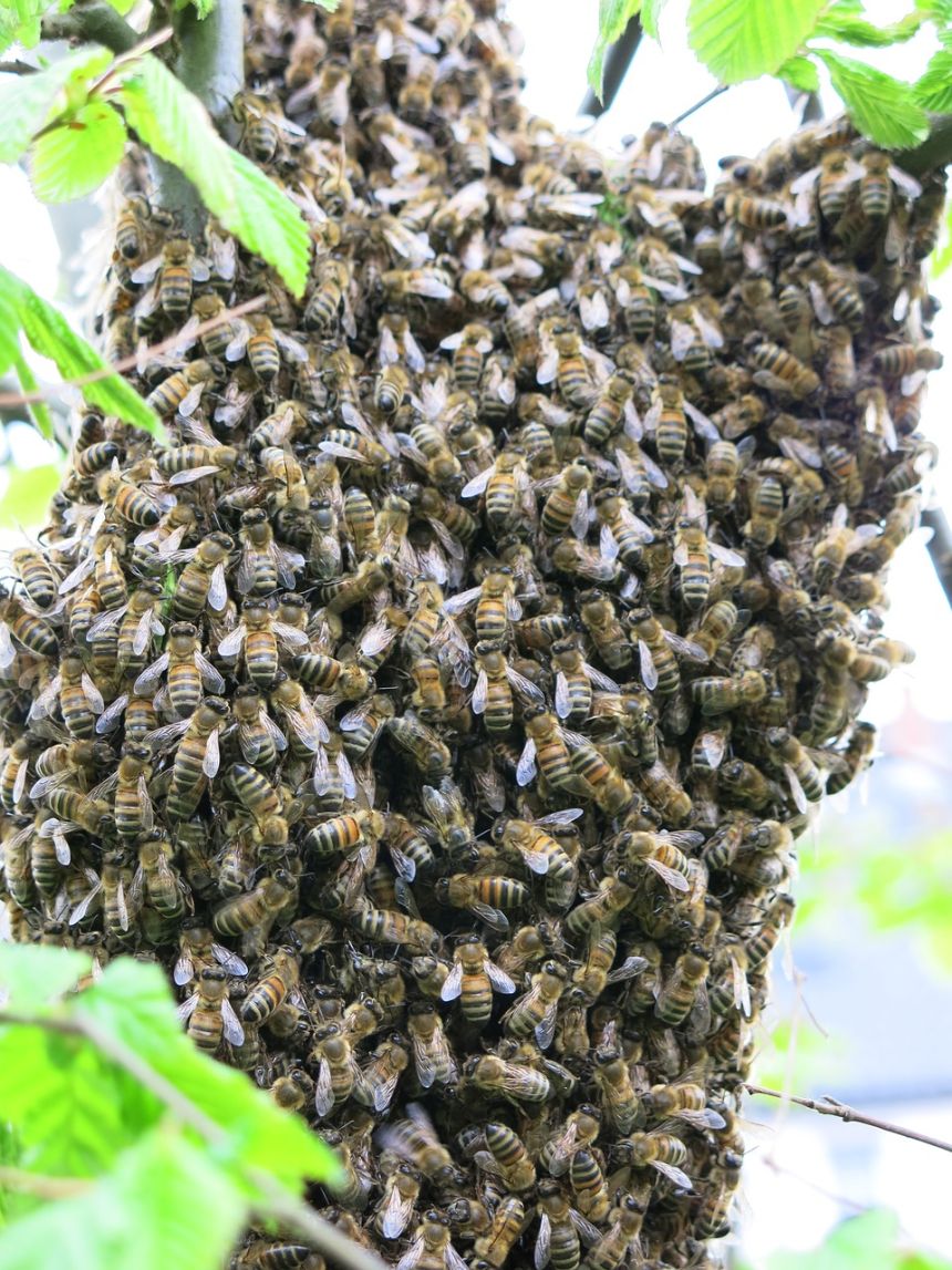 蜜蜂群夏季