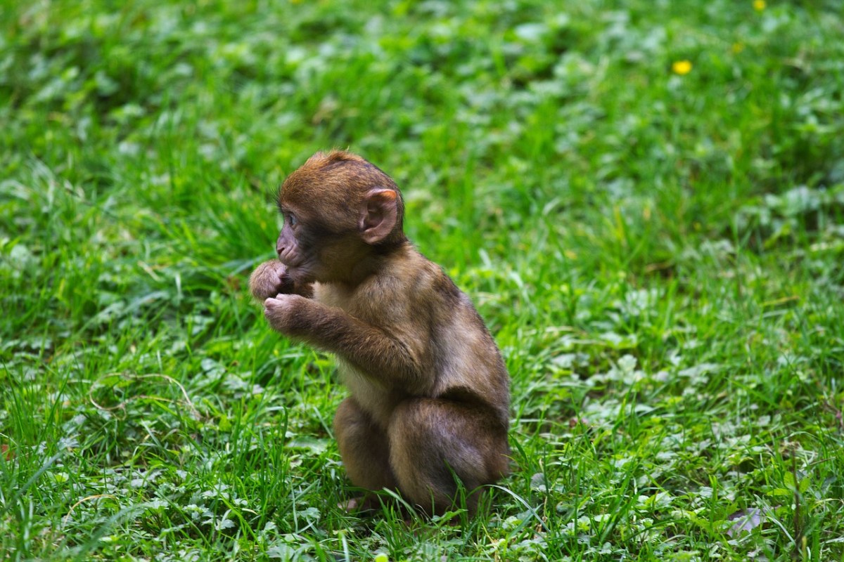 年轻的巴巴猕猴、婴儿、绿色免费图片