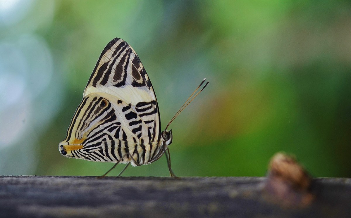 蝴蝶、动物、昆虫免费图片