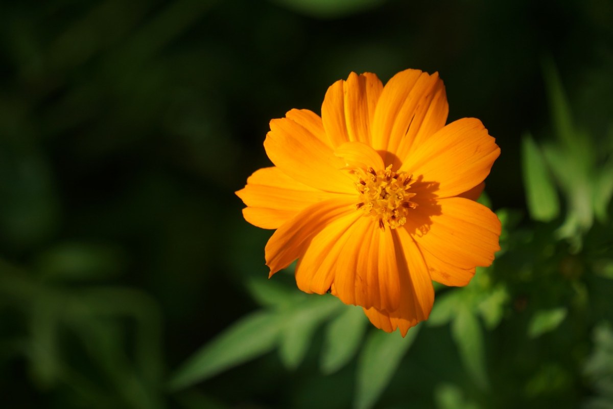 橙色、花园、花瓣免费图片