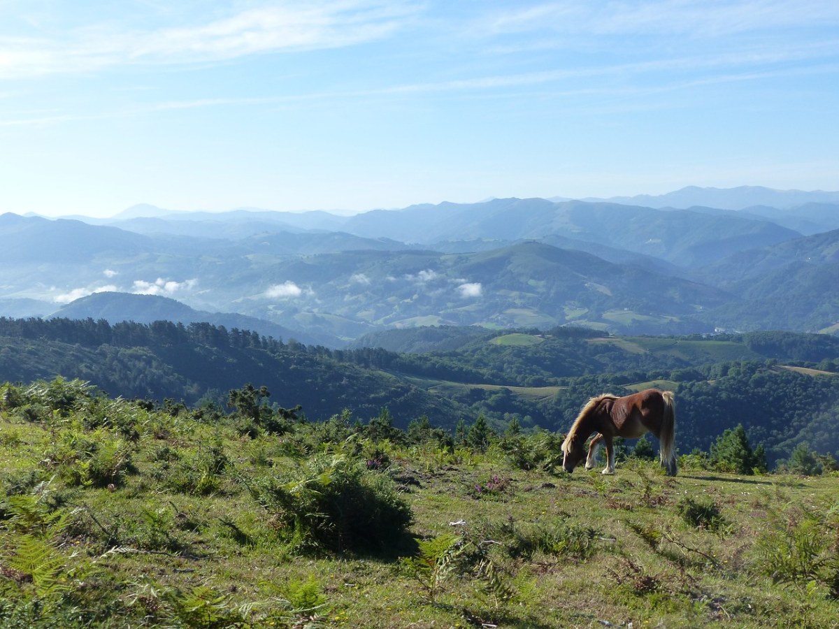 马,山,徒步旅行