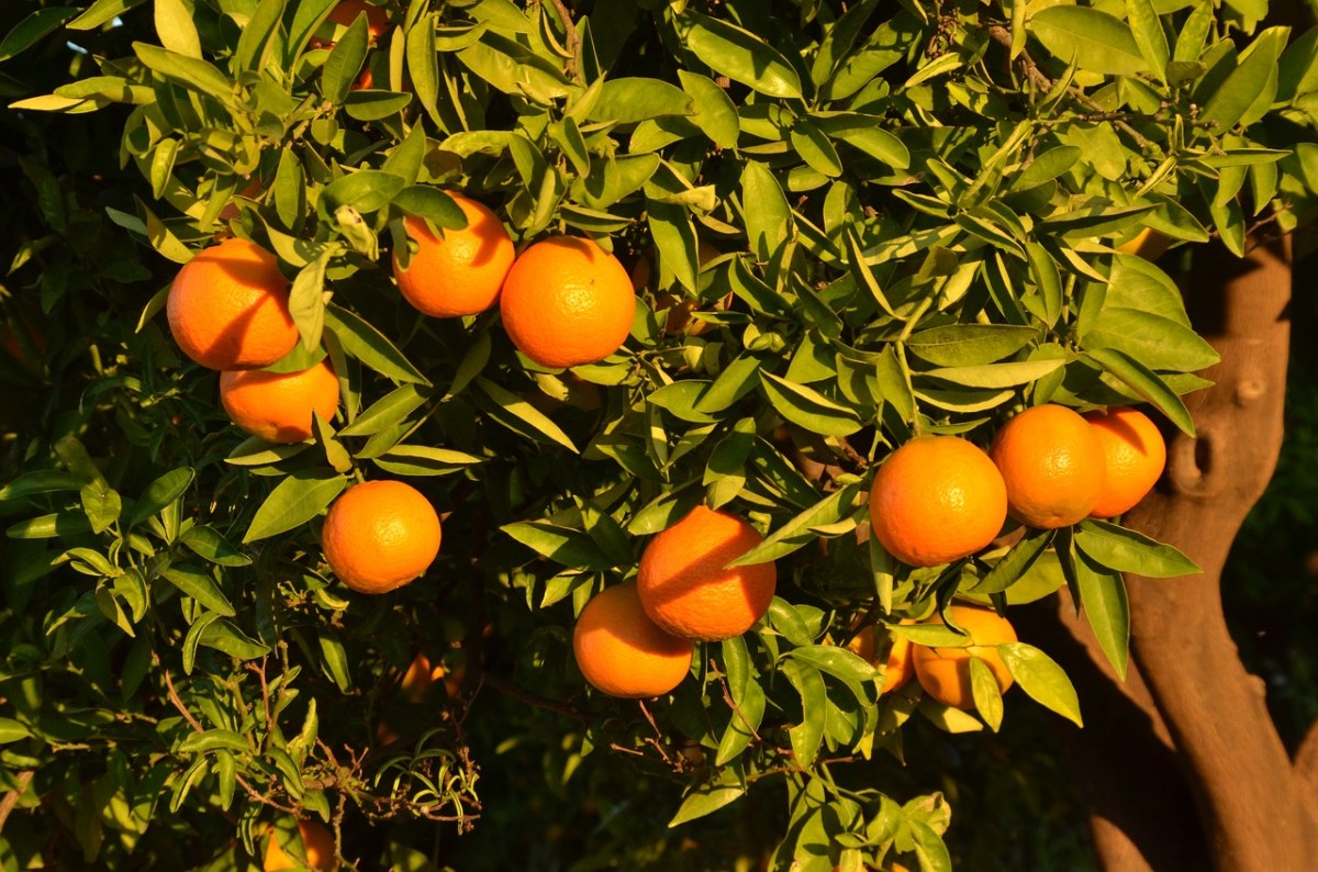 橙色、水果、树免费图片