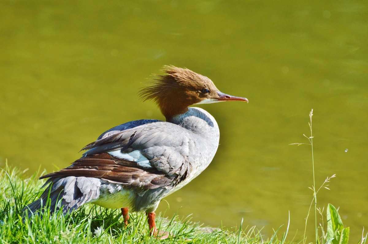 秋沙鸭、鸭、水禽免费图片