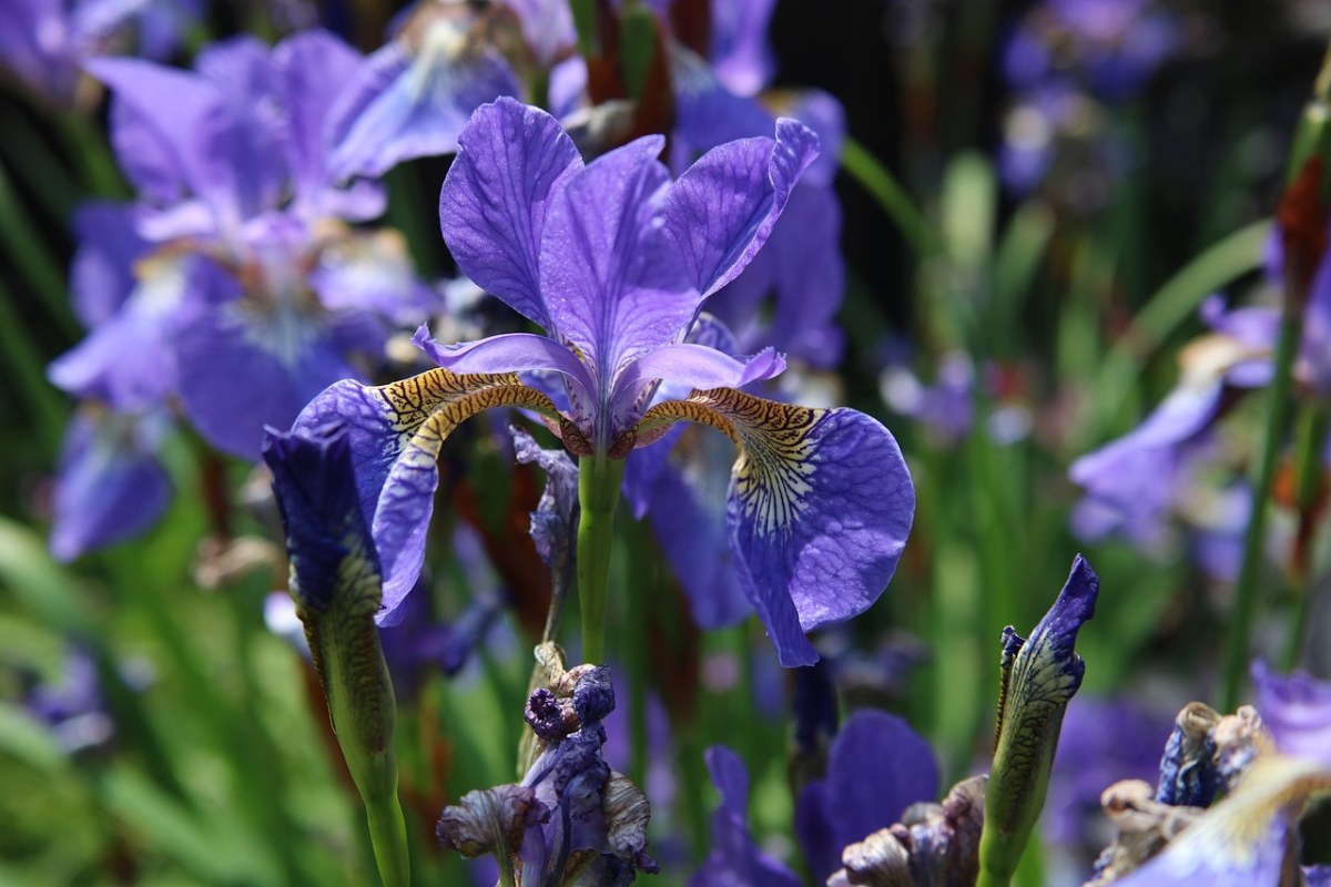 鸢尾花、蓝色、紫色免费图片