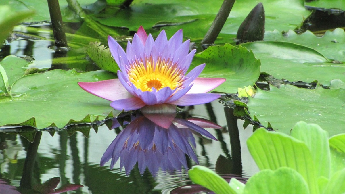 莲花、花、睡莲蓝免费图片